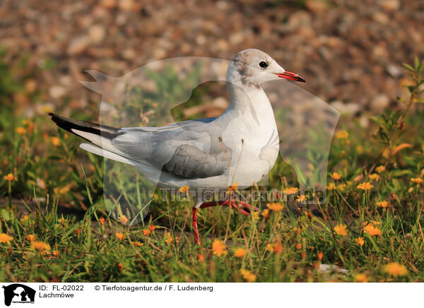 Lachmwe / common black-headed gull / FL-02022