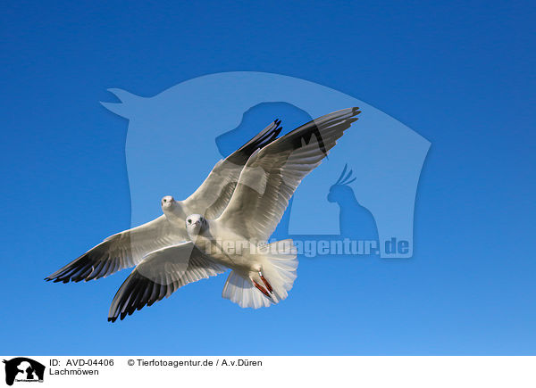 Lachmwen / common black-headed gulls / AVD-04406