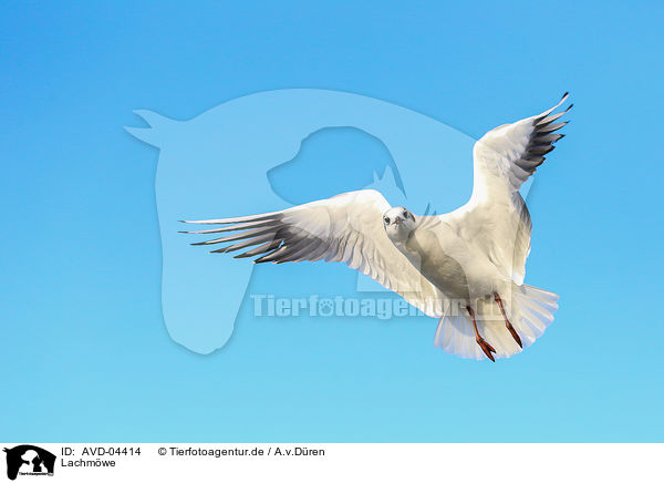 Lachmwe / common black-headed gull / AVD-04414