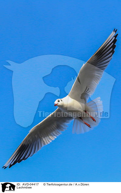 Lachmwe / common black-headed gull / AVD-04417