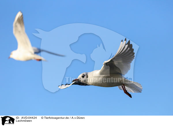Lachmwen / common black-headed gulls / AVD-04424