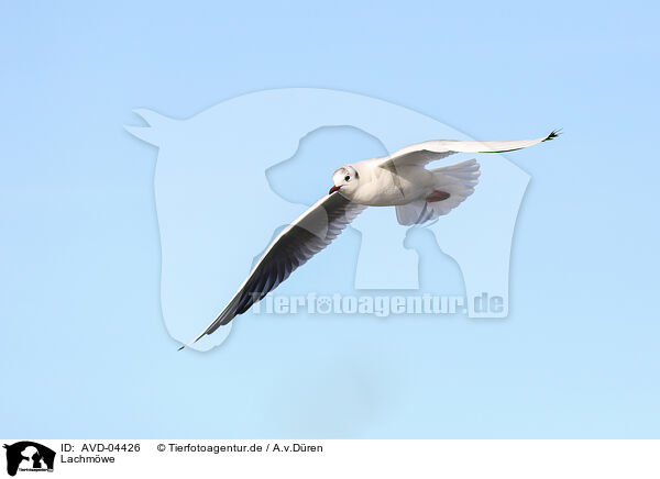 Lachmwe / common black-headed gull / AVD-04426