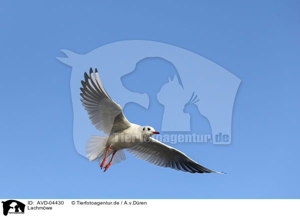 Lachmwe / common black-headed gull / AVD-04430