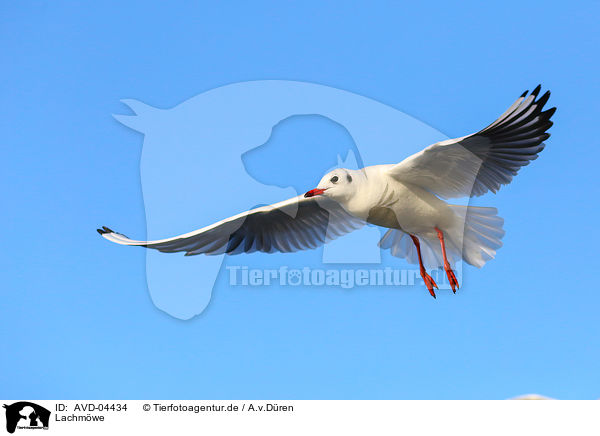 Lachmwe / common black-headed gull / AVD-04434