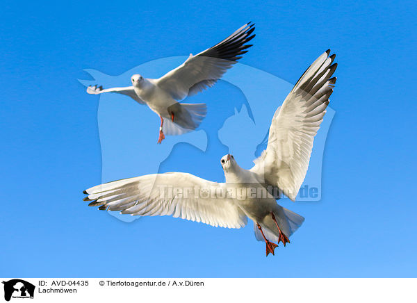 Lachmwen / common black-headed gulls / AVD-04435
