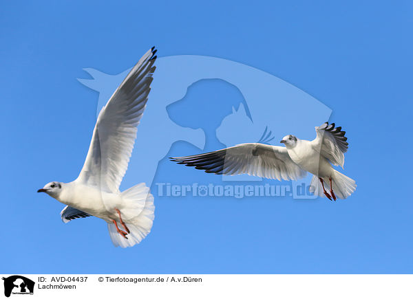 Lachmwen / common black-headed gulls / AVD-04437