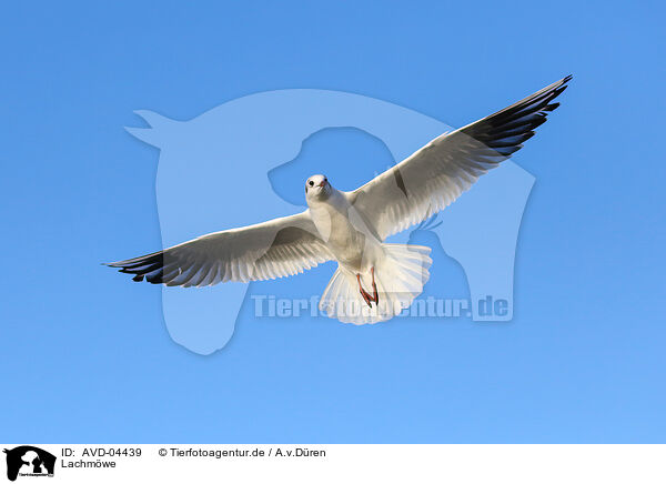 Lachmwe / common black-headed gull / AVD-04439