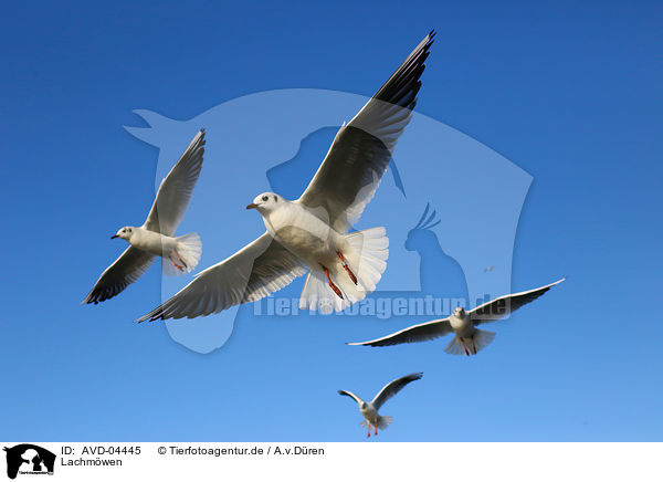 Lachmwen / common black-headed gulls / AVD-04445