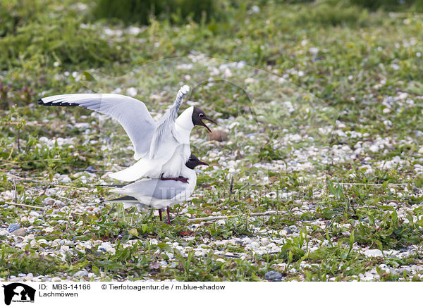 Lachmwen / common black-headed gulls / MBS-14166