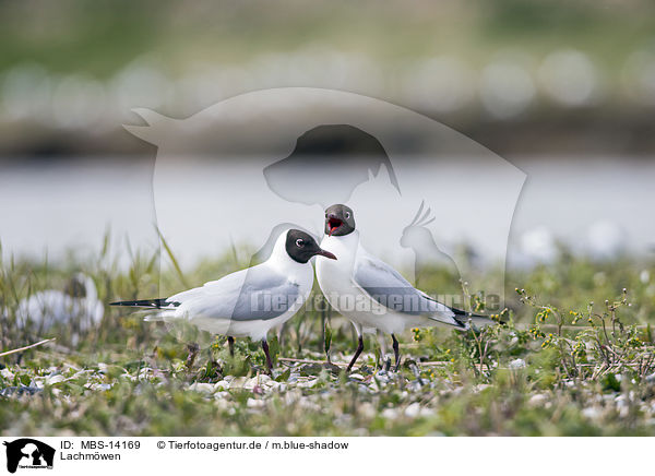 Lachmwen / common black-headed gulls / MBS-14169