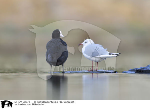 Lachmwe und Blsshuhn / black-headed gull and eurasian black coot / DV-03375