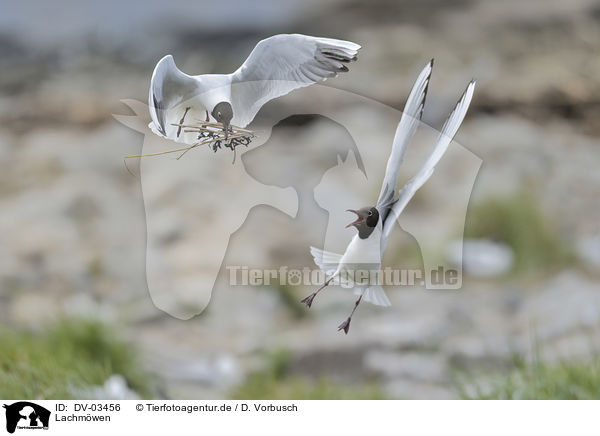 Lachmwen / black-headed gulls / DV-03456