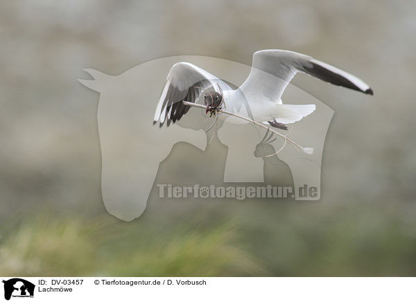 Lachmwe / black-headed gull / DV-03457