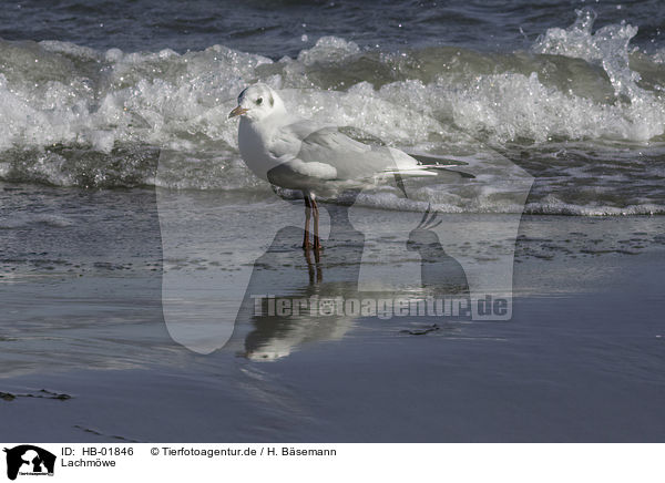 Lachmwe / common black-headed gull / HB-01846