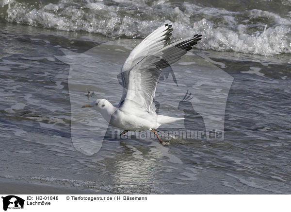 Lachmwe / common black-headed gull / HB-01848