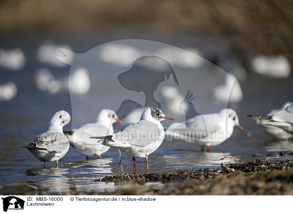 Lachmwen / common black-headed gulls / MBS-16000
