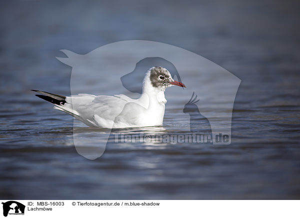 Lachmwe / common black-headed gull / MBS-16003