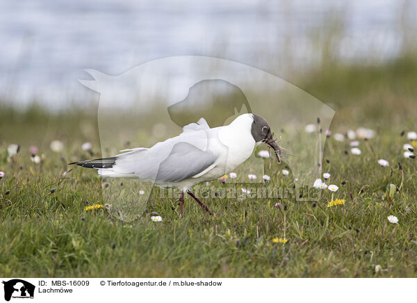 Lachmwe / common black-headed gull / MBS-16009