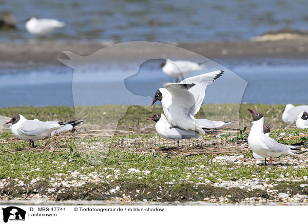 Lachmwen / common black-headed gulls / MBS-17741