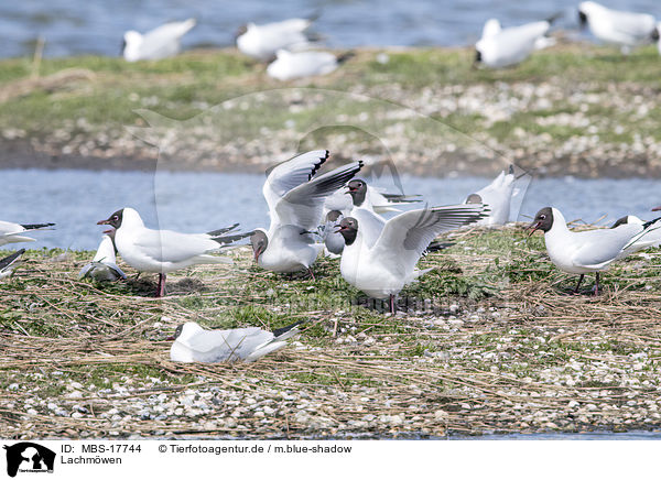 Lachmwen / common black-headed gulls / MBS-17744