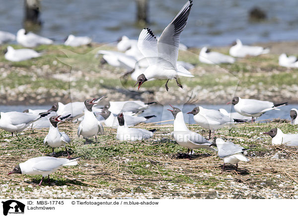 Lachmwen / common black-headed gulls / MBS-17745