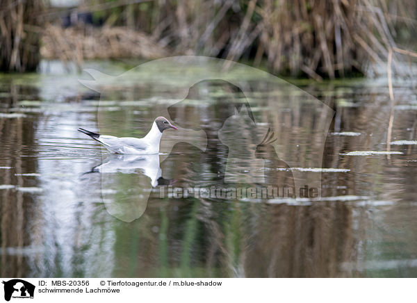 schwimmende Lachmwe / MBS-20356