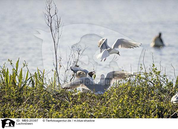 Lachmwen / Black-headed Gulls / MBS-20397