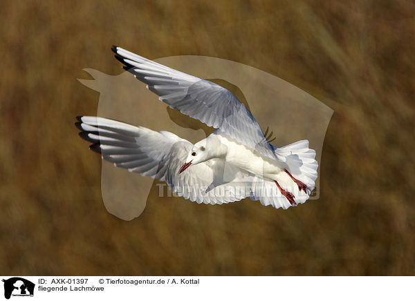 fliegende Lachmwe / AXK-01397