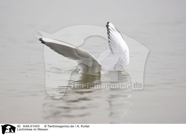 Lachmwe im Wasser / AXK-01403