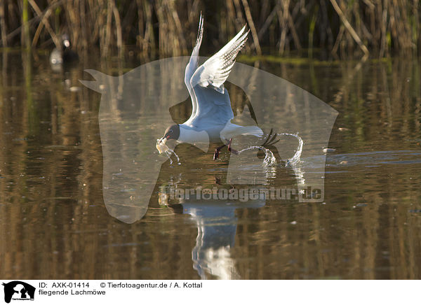 fliegende Lachmwe / flying Black-headed Gull / AXK-01414