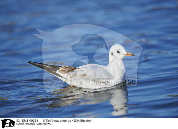 schwimmende Lachmwe / swimming Black-headed Gull / DMS-09231