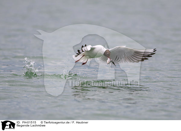 fliegende Lachmwe / flying Black-headed Gull / FH-01515