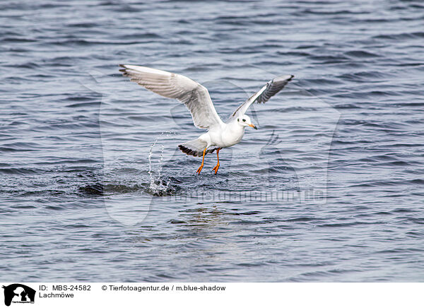 Lachmwe / common black-headed gull / MBS-24582