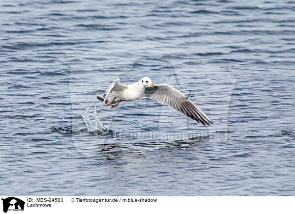 Lachmwe / common black-headed gull / MBS-24583