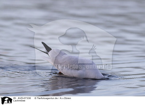 Lachmwe / black-headed gull / AVD-07336