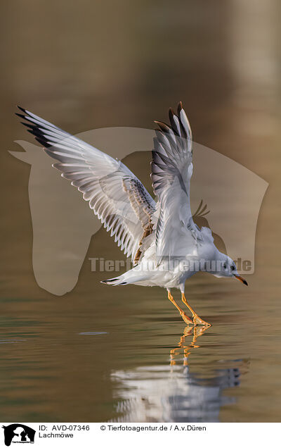 Lachmwe / black-headed gull / AVD-07346