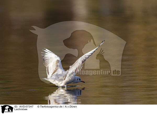 Lachmwe / black-headed gull / AVD-07347