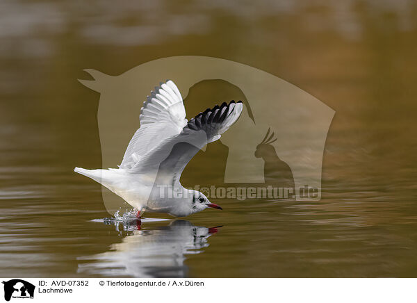 Lachmwe / black-headed gull / AVD-07352