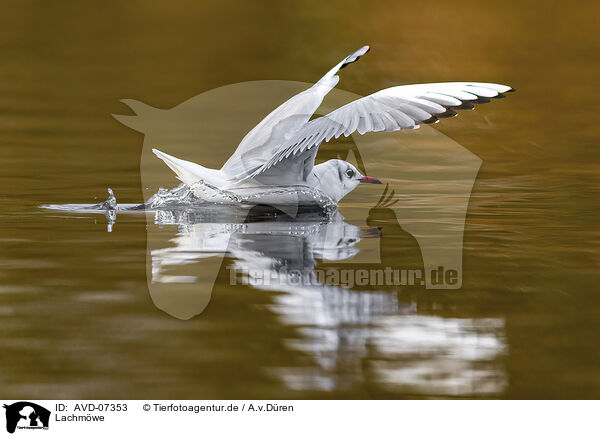 Lachmwe / black-headed gull / AVD-07353