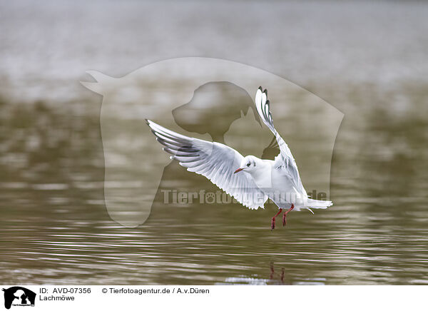 Lachmwe / black-headed gull / AVD-07356