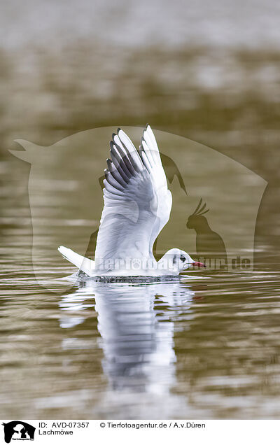 Lachmwe / black-headed gull / AVD-07357