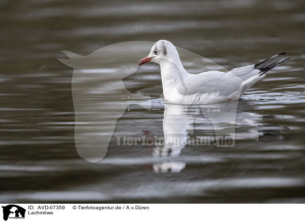 Lachmwe / black-headed gull / AVD-07359