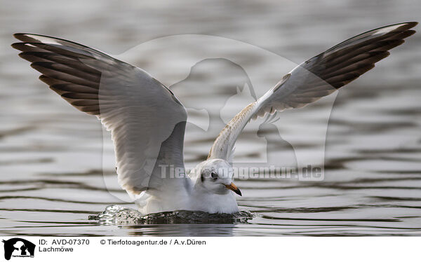 Lachmwe / black-headed gull / AVD-07370