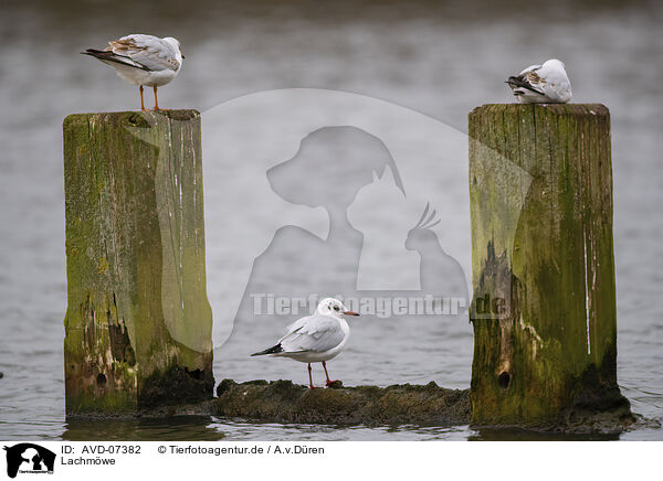 Lachmwe / black-headed gull / AVD-07382