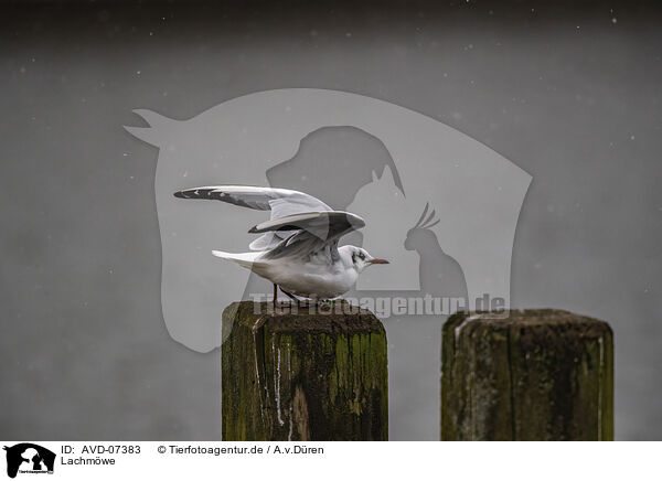 Lachmwe / black-headed gull / AVD-07383