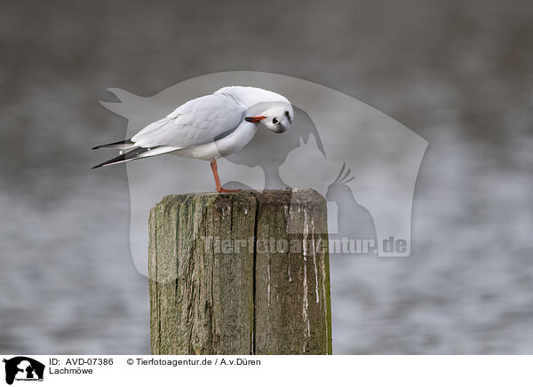 Lachmwe / black-headed gull / AVD-07386