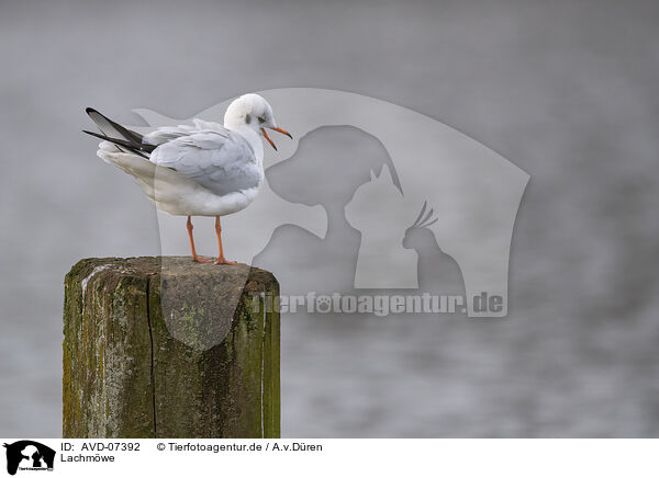 Lachmwe / black-headed gull / AVD-07392