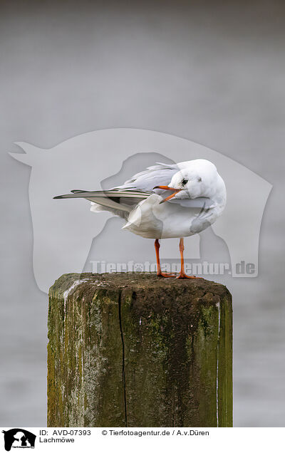 Lachmwe / black-headed gull / AVD-07393