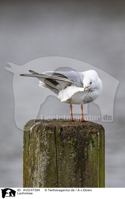 Lachmwe / black-headed gull / AVD-07394