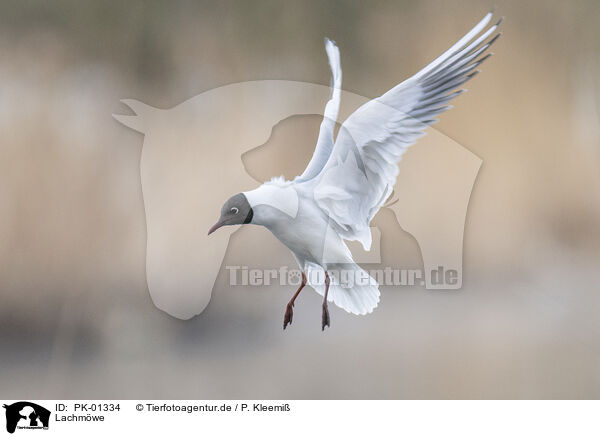 Lachmwe / common black-headed gull / PK-01334